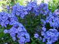   блакитний Садові Квіти Флокс Волотисте / Phlox paniculata Фото