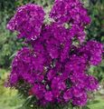   púrpura Flores de jardín Phlox Jardín / Phlox paniculata Foto