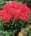   rouge les fleurs du jardin Phlox / Phlox paniculata Photo