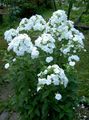   bílá Zahradní květiny Zahrada Flox / Phlox paniculata fotografie