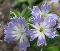   azul claro Flores de jardín Phlox Anual, Phlox Del Drummond / Phlox drummondii Foto