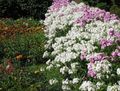   თეთრი ბაღის ყვავილები წლიური Phlox, Drummond ის Phlox / Phlox drummondii სურათი