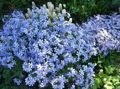   bleu ciel les fleurs du jardin Rampante Phlox, Phlox De La Mousse / Phlox subulata Photo