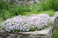   bijela Vrtne Cvjetovi Puzanje Phlox, Mahovina Phlox / Phlox subulata Foto