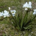   biały Ogrodowe Kwiaty Frezja / Freesia zdjęcie