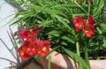   červená Zahradní květiny Frézie / Freesia fotografie