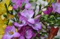   flieder Gartenblumen Freesie / Freesia Foto