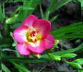   ružová Záhradné kvety Frézie / Freesia fotografie