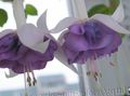   lila Trädgårdsblommor Kaprifol Fuchsia Fil