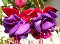   βιολέτα Λουλούδια κήπου Φούξια Αγιόκλημα / Fuchsia φωτογραφία