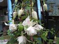   ホワイト 庭の花 スイカズラフクシア / Fuchsia フォト