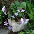   lila Flores de jardín Haberlea Foto