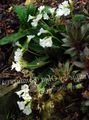   blanc les fleurs du jardin Haberlea Photo
