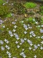   azul claro Flores de jardín Bluets Alpinos, Bluets Montaña, Señoras Quaker / Houstonia Foto