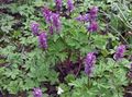   púrpura Flores de jardín Corydalis Foto