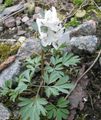   weiß Gartenblumen Lerchensporn / Corydalis Foto