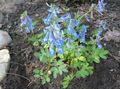   azul claro Flores de jardín Corydalis Foto