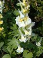  жълт Градински цветове Corydalis снимка