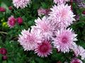   рожевий Садові Квіти Хризантема Корейська / Chrysanthemum Фото