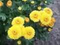   amarelo Mum Floristas, Mum Pot / Chrysanthemum foto