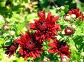   κόκκινος Λουλούδια κήπου Ανθοπωλεία Μαμά, Μαμά Κατσαρόλα / Chrysanthemum φωτογραφία