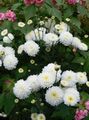   biely Kvetinárstvo Mamička, Pot Mamička / Chrysanthemum fotografie