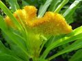   żółty Ogrodowe Kwiaty Celosia zdjęcie