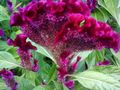   vineux les fleurs du jardin Crête De Coq, Plante Panache, L'amarante À Plumes / Celosia Photo