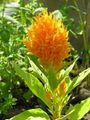   turuncu Bahçe Çiçekleri Horoz Ibiği, Duman Bitki, Tüylü Amarant / Celosia fotoğraf
