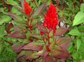   kırmızı Bahçe Çiçekleri Horoz Ibiği, Duman Bitki, Tüylü Amarant / Celosia fotoğraf