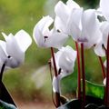   თეთრი ბაღის ყვავილები Sow პური, Hardy ყოჩივარდა / Cyclamen სურათი