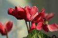   წითელი ბაღის ყვავილები Sow პური, Hardy ყოჩივარდა / Cyclamen სურათი
