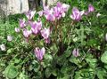   lilac bláthanna gairdín Cránach Arán, Cyclamen Hardy Photo