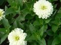   biely Záhradné kvety Cínie / Zinnia fotografie