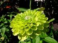  žalias Sodo Gėlės Išdalytas / Zinnia Nuotrauka
