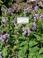   იასამნისფერი ბაღის ყვავილები თვითმმართველობის მოშუშებისა, Selfheal, მოშუშებისა ყველა / Prunella სურათი