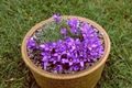   purpurs Dārza Ziedi Sudrabaini Punduris Pulkstenīte / Edraianthus Foto