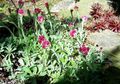   бордовый Садовые Цветы Антеннария (Кошачая лапка) / Antennaria dioica Фото
