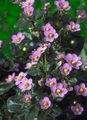   рожевий Садові Квіти Екзакум / Exacum affine Фото