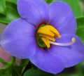   sininen Puutarhakukat Persian Violetti, Saksa Violetti / Exacum affine kuva