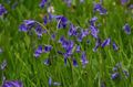   azul Flores do Jardim Bluebell Espanhol, Jacinto De Madeira / Endymion hispanicus, Hyacinthoides hispanica foto
