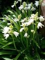   weiß Gartenblumen Spanisch Bluebell, Holz Hyazinthe / Endymion hispanicus, Hyacinthoides hispanica Foto