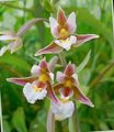  pink Have Blomster Mose Helleborine, Sump Epipactis Foto