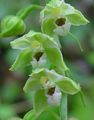   zielony Ogrodowe Kwiaty Kruszczyk Błotny (Epipaktis) / Epipactis zdjęcie