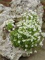   blanc les fleurs du jardin Fée Digitale / Erinus alpinus Photo