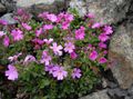   розе Баштенске Цветови Фаири Фокглове / Erinus alpinus фотографија