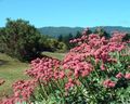   rosa Gartenblumen Buchweizen / Eriogonum Foto