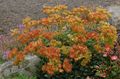   ფორთოხალი ბაღის ყვავილები წიწიბურა / Eriogonum სურათი