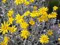   rumena Vrtno Cvetje Oregon Sunshine, Volnata Sončnice, Volnata Daisy / Eriophyllum fotografija