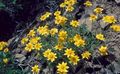   keltainen Oregon Sunshine, Villava Auringonkukka, Epämääräinen Päivänkakkara / Eriophyllum kuva